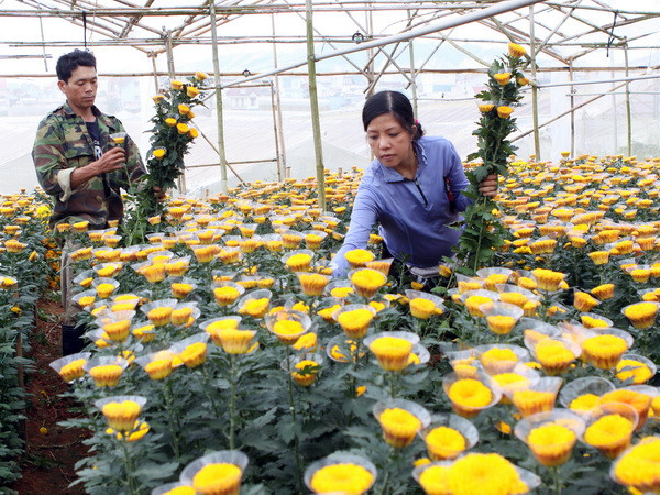 Hoa cúc Đà Lạt hút khách, được giá trong dịp lễ Vu Lan ảnh 1