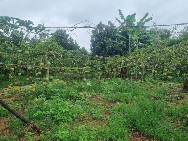 Gia Lai: Chanh leo rớt giá thê thảm, nông dân không buồn thu hoạch ảnh 1