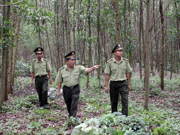 Nguy cơ cháy rừng ở Nam Trung Bộ cao do thời tiết khô nóng ảnh 1