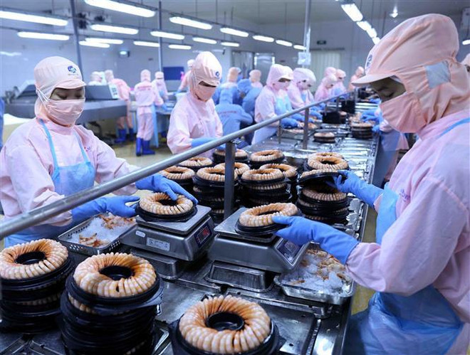 Dây chuyền chế biến sản phẩm tôm đông lạnh xuất khẩu. (Ảnh: Vũ Sinh/TTXVN) EVFTA tạo ra cơ hội và sức cạnh tranh mới từ châu Âu ảnh 2