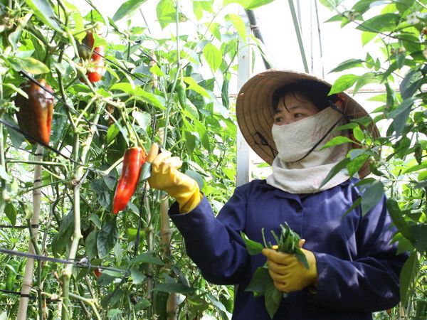 Nhu cầu thị trường tăng cao, rau củ của Đà Lạt tăng giá mạnh ảnh 1