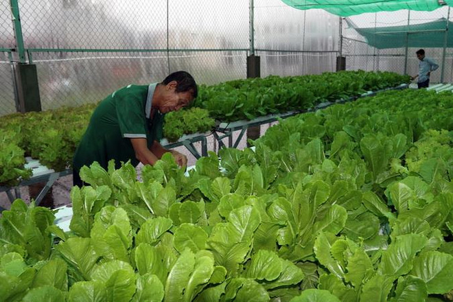 Trang trại Trường Phúc trồng rau thủy canh xuất khẩu sang Hàn Quốc ảnh 1