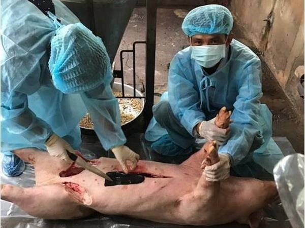 Cả nước chỉ còn 4 tỉnh chưa công bố dịch tả lợn châu Phi ảnh 1