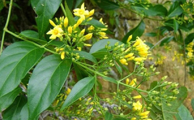 Hà Giang: 3 người tử vong và 2 người nhập viện do ăn nhầm lá ngón ảnh 1