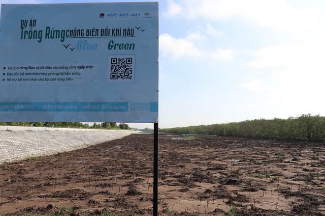 Khu vực trồng rừng ngập mặn của Dự án trồng rừng thích ứng biến đổi khí hậu Blue & Green. (Ảnh: Hữu Chí/TTXVN) ttxvn_1403_trong rung.jpg