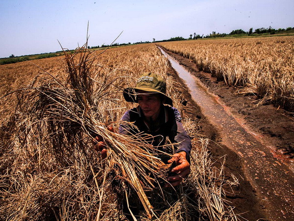 Mặn xâm nhập sâu vào nội đồng vùng lúa vụ Đông Xuân ảnh 1