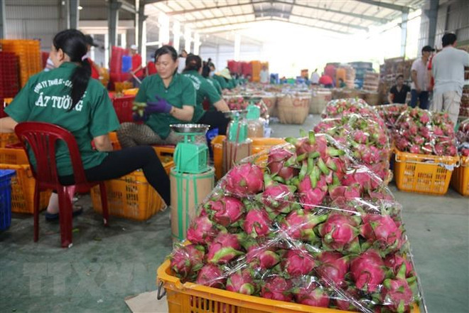 Mã số vùng trồng - “chìa khóa” đưa nông sản Việt vươn xa ảnh 2