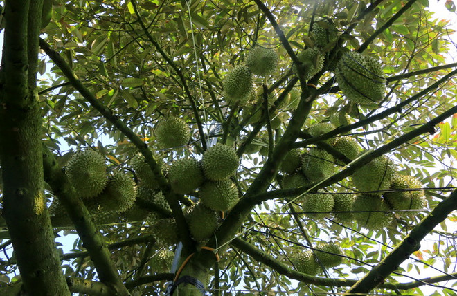 Đồng Tháp: Diện tích trồng sầu riêng tăng trong 3 năm gần đây ảnh 1