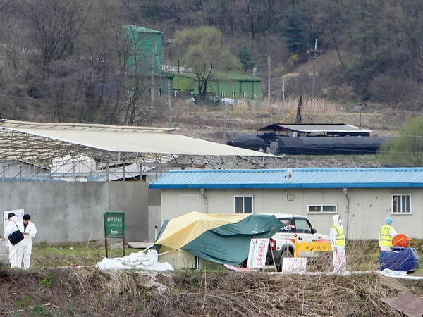 Bệnh lở mồm long móng lan rộng đến biên giới Triều-Hàn ảnh 1