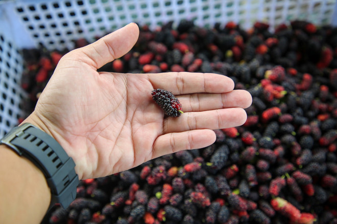 ttxvn_dau tam Tay Ninh3.jpg