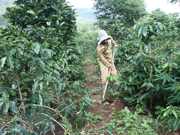 Thúc đẩy thực hiện các mục tiêu thiên niên kỷ ở người thiểu số ảnh 1