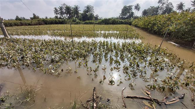Bến Tre: Triều cường làm vỡ đê bao gây ngập trên 20ha cây giống ảnh 2
