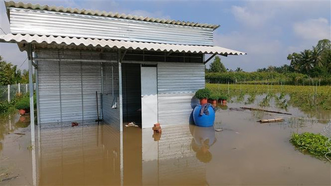 Bến Tre: Triều cường làm vỡ đê bao gây ngập trên 20ha cây giống ảnh 1