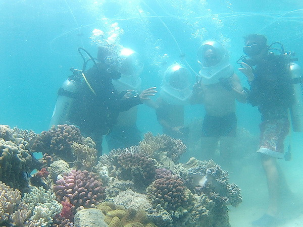 Bảo vệ rạn san hô gắn với phát triển du lịch biển Bình Định ảnh 1
