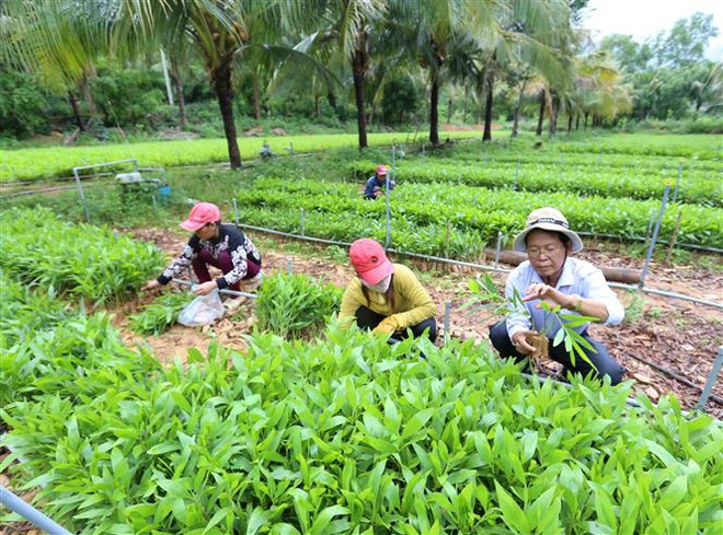 Sắp xếp, đổi mới công ty nông lâm: Nâng cao quản trị doanh nghiệp ảnh 3