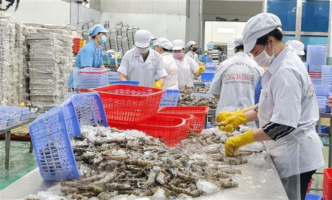 Công nhân thực hiện phân loại kích cỡ tôm trong các nhà máy chế biến thủy sản. (Ảnh: Tuấn Kiệt/TTXVN) Hiệp định AfCFTA và cơ hội cho giao thương của Việt Nam ảnh 1