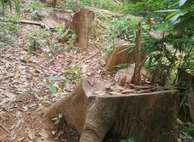 ​TT-Huế: Xác định sai phạm việc trích tiền giao khoán bảo vệ rừng ảnh 1