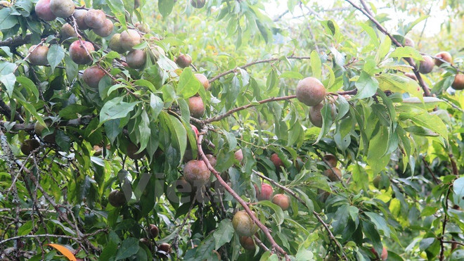 Lào Cai: Bắc Hà vào mùa mận chín đông như chảy hội ảnh 1