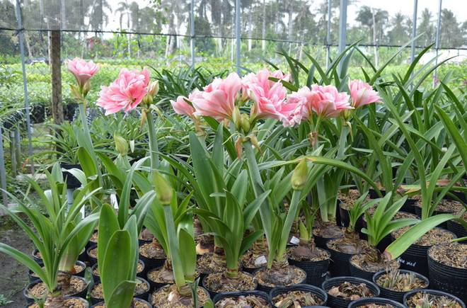 Đồng Tháp: Thu nhập hấp dẫn từ việc tạo ra các loại lan huệ ảnh 1