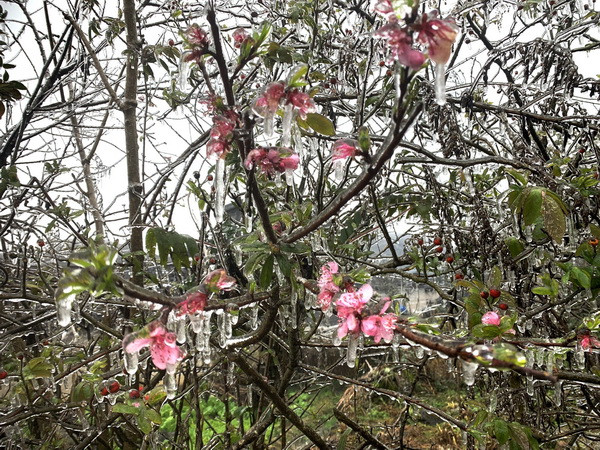 Nhiệt độ dưới 0 độ C, băng giá xuất hiện ở Cao Nguyên đá Đồng Văn ảnh 1