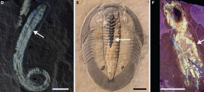 Cuộc theo dõi cá chết thối rữa trong 70 ngày vì mục đích khoa học ảnh 2