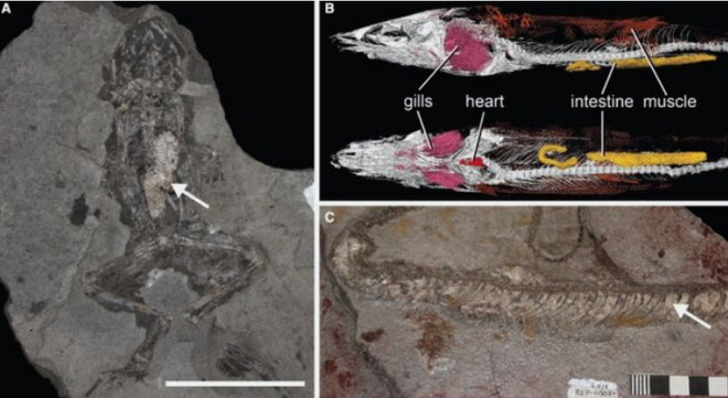Cuộc theo dõi cá chết thối rữa trong 70 ngày vì mục đích khoa học ảnh 3