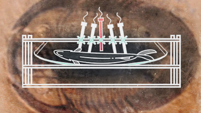 Cuộc theo dõi cá chết thối rữa trong 70 ngày vì mục đích khoa học ảnh 1