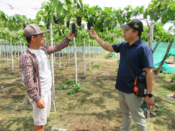 Ninh Thuận đón du khách quốc tế, phục hồi các hoạt động du lịch ảnh 1