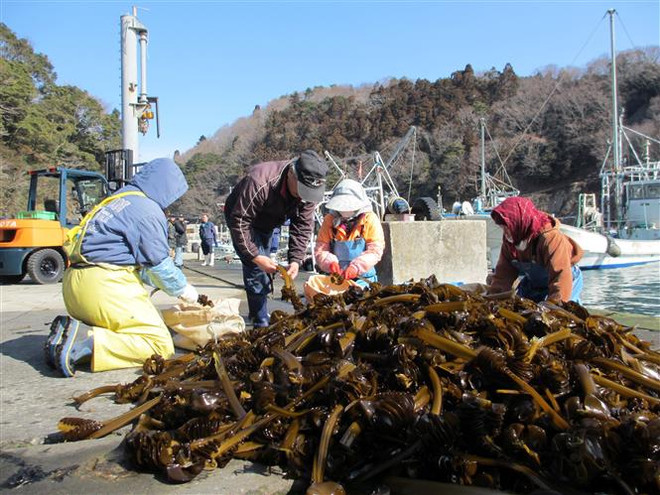 Nhật Bản: Ngư dân Hokkaido phát triển thảm tảo biển nhân tạo ảnh 1