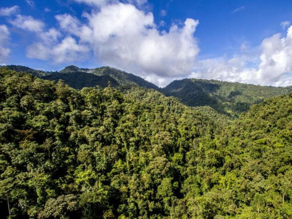 Thế giới tiến gần đến mục tiêu phục hồi các khu rừng bị hư hại ảnh 1