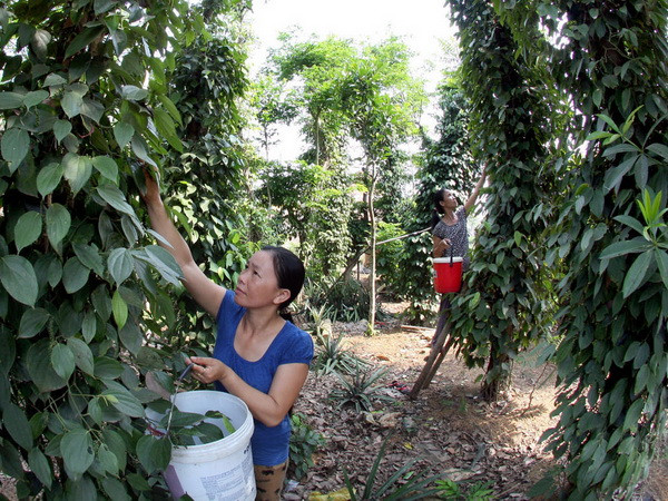 12,1 triệu USD thực hiện dự án giảm nghèo vùng cao Quảng Nam ảnh 1