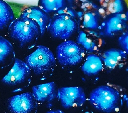 Kỳ lạ loài thực vật có quả sáng lấp lánh như kim cương ảnh 2