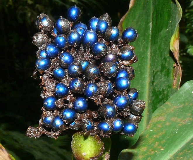 Kỳ lạ loài thực vật có quả sáng lấp lánh như kim cương ảnh 1