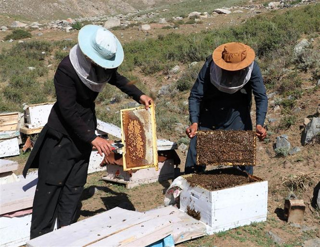 Tìm ra cơ chế cải thiện hệ miễn dịch của sữa ong chúa ảnh 1