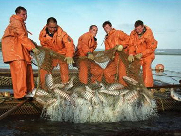 Nga triển khai dự án bảo vệ cá hồi cho thế hệ tương lai ảnh 1