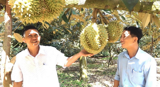 Nông dân thu hoạch sầu riêng chín. (Ảnh: TTXVN phát) Sức tiêu thụ kém khiến trái cây tại Bến Tre giảm giá do dịch ảnh 1
