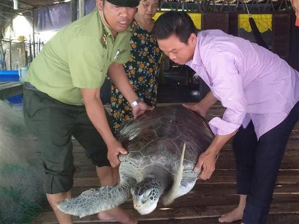 Anh Nguyễn Văn Nghĩa (bên phải) và cán bộ Hạt kiểm lâm huyện Ngọc Hiển chuyển cá thể rùa biển để thả về môi trường tự nhiên. (Ảnh: Huỳnh Thế Anh/TTXVN) Cà Mau: Thả một cá thể rùa biển trong Sách đỏ về tự nhiên ảnh 1