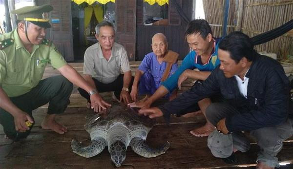 Cá thể rùa biển chuẩn bị được đưa đi để thả về môi trường tự nhiên. (Ảnh: Huỳnh Thế Anh/TTXVN) Cà Mau: Thả một cá thể rùa biển trong Sách đỏ về tự nhiên ảnh 2