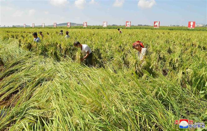 Nông dân thu hoạch lúa trên một cánh đồng ở Triều Tiên. (Ảnh: Yonhap/TTXVN) FAO: Phát triển nông nghiệp bền vững là chìa khóa để xóa nạn đói ảnh 1
