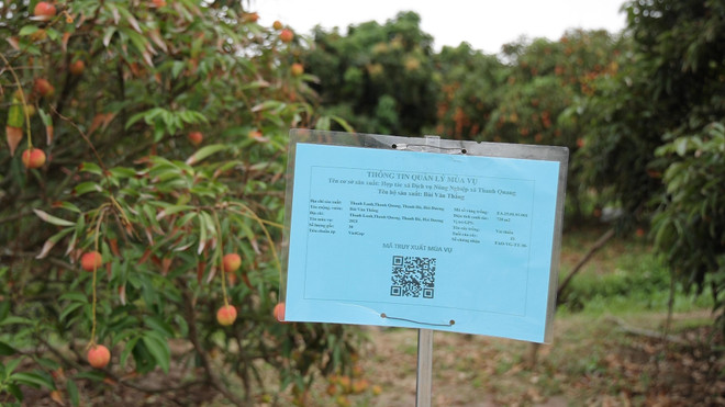 Hải Dương tự tin được mùa, được giá vải thiều trong bối cảnh dịch bệnh ảnh 1