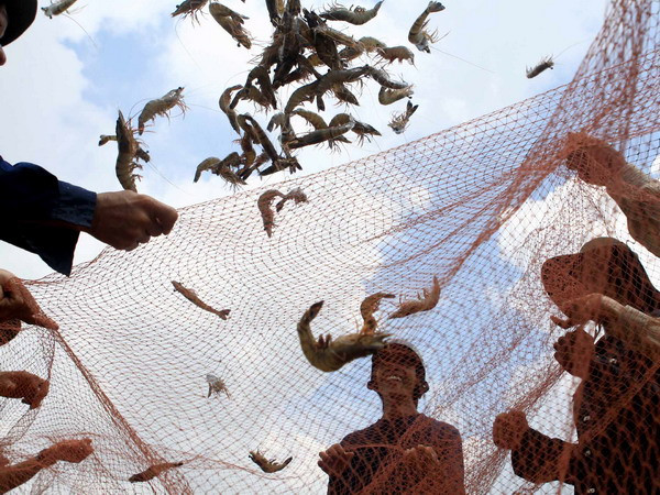 Người dân Cà Mau hoang mang vì tôm sú thất mùa, rớt giá ảnh 1