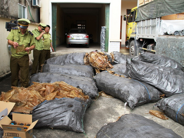 Liên tiếp bắt giữ hai vụ vận chuyển thịt lợn thối số lượng lớn ảnh 1