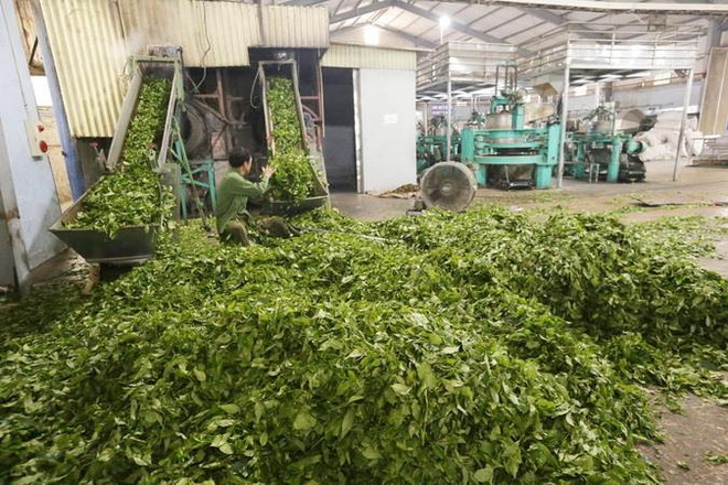 Lễ hội tôn vinh cây chè tổ tại Tuần Văn hóa và du lịch Mường Lò ảnh 1