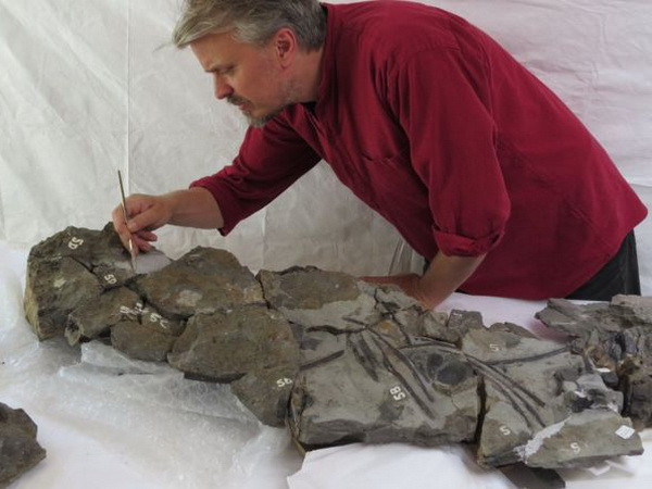 Có bằng chứng khẳng định quái thú biển thực sự từng tồn tại ảnh 1