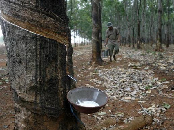 Ba nước sản xuất cao su ngăn chặn tình trạng dư nguồn cung ảnh 1