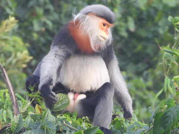 Cần bảo vệ đàn voọc chà vá chân xám quý hiếm tại Phú Yên ảnh 1