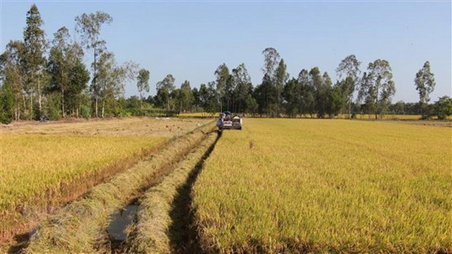 Nông dân thu hoạch lúa Đông Xuân 2019-2020. (Ảnh: TTXVN) Tái cơ cấu ngành lúa gạo, từng bước tăng giá trị cho gạo Việt Nam ảnh 2