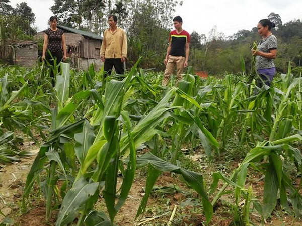 Mưa đá có đường kính lên tới 10cm trút xuống Tuyên Quang ảnh 2