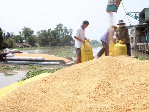Mexico tìm hiểu thị trường lúa nguyên liệu của An Giang ảnh 1