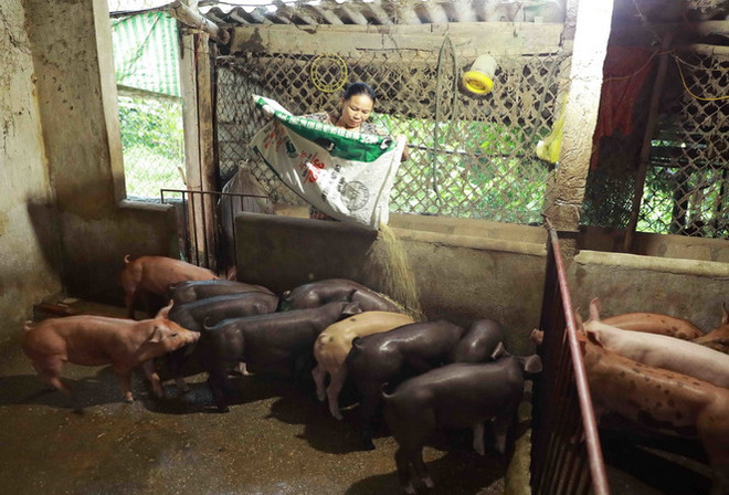 Mô hình chăn nuôi lợn thương phẩm quy mô nông hộ. (Ảnh: Vũ Sinh/TTXVN) TP.HCM: Người chăn nuôi cẩn trọng tái đàn phục vụ Tết Quý Mão ảnh 1